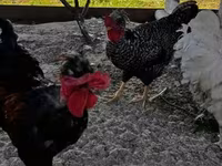 Chickens — foto 5