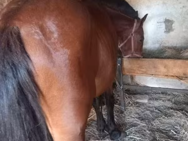 Horse (M), Horses — Hungary