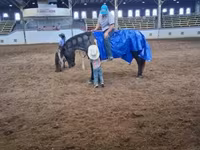اسب نر, Quarter Horse — عکس 4