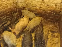 Babi hutan, Мангалица — foto 3