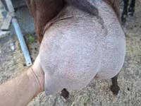 Ziegenbock, Murcia-Granada goats — Foto 1