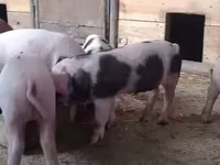 Eber, Schweine — Foto 2