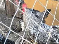 Chickens — zdjęcie 3