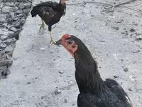 Chickens — Foto 2