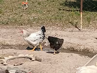 Chickens — 照片 1