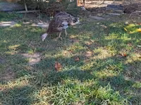 Turkeys — 2-сурет