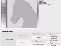 Pastuv, Thoroughbred horse — fotografija 7