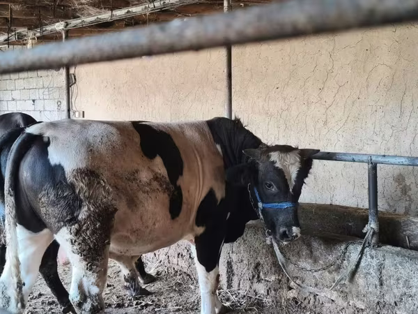 Bou, Russian Black pied cattle