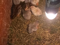 Chickens — ፎቶ 1