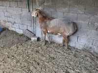 Montone, Arashan sheep — foto 3