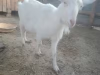แพะตัวเมีย, Russian White goat — รูปภาพ 1