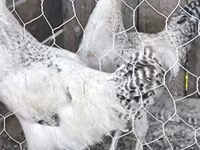 Chickens — zdjęcie 1