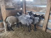 Beran, Romanov sheep — foto 3