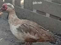 Ducks — foto 1