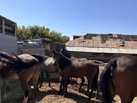 ცხენი, ცხენები — ფოტო 1