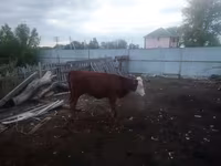 گاو و گوساله (گروه، جنسیت مشخص نشده), Simmental cattle — عکس 3