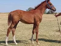 Pastuv, Thoroughbred horse — fotografija 2