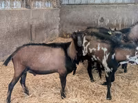Țap, Alpine goat — foto 4