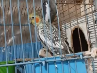 HAZİR BALA VEREN CUTLERDİ - Növ: Nimfa (Cockatiel) cütü – biri boz/aq — foto 3