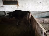 Cow, Cattle — photo 2