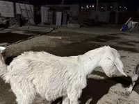 Ri’ dhaddig, Nubian Goat — sawirka 4