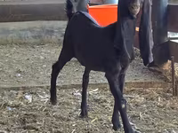 بز ماده, Kamori goats — عکس 4
