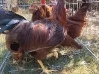 Chickens — снимка 6