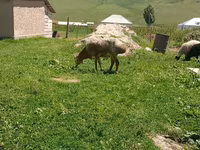 แกะตัวผู้, Arashan sheep — รูปภาพ 6