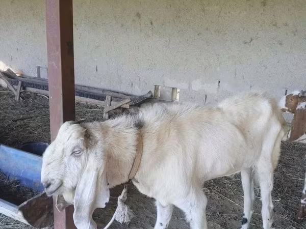 Caprone, Beetal goats