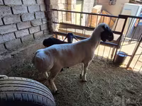 Ovan, Baerchuke sheep — fotografija 4
