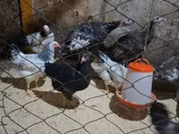 Chickens — عکس 3