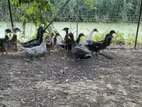 Ducks — 2. fotó