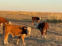 Lembu jantan, White-headed Ukrainian — foto 3