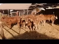 Toro, Mucca limousine — foto 3