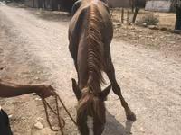 Hingst, Heste — foto 3