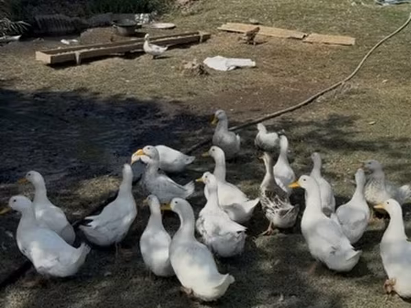 Ducks