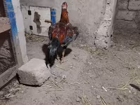 اسب نر, اسب — عکس 4