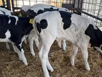 Buğa, Russian Black pied cattle — foto 2