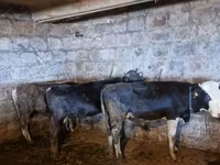 காளை, மாடுகள் — புகைப்படம் 6
