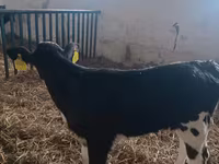 Sapi, Simmental cattle — foto 3
