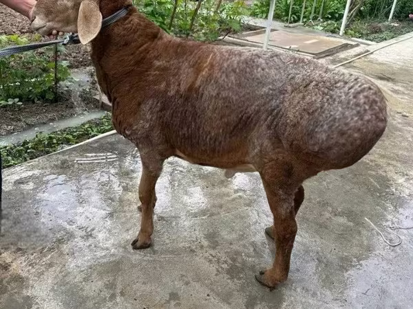 Beran, Ovce
