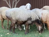 Oaie, Arashan sheep — foto 4