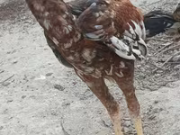 Chickens — ფოტო 3