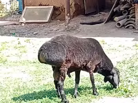 قوچ, Rhon sheep — عکس 4