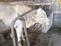 सांड, Swiss cattle — फ़ोटो 3