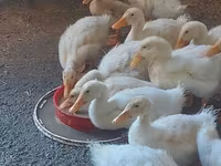 Ducks — foto 2