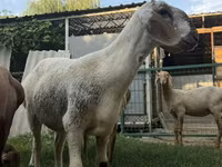 Får, Arashan sheep — foto 4
