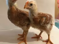 Chickens — zdjęcie 1