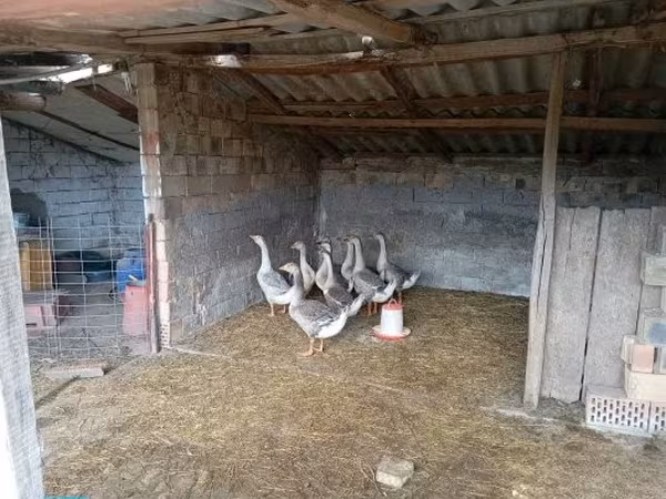 Geese — Hungary