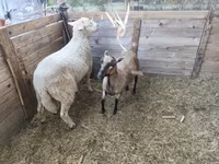 Widder, Cameroon sheep — Foto 3